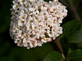 Viburnum carlcephalum IMG_5949 Kalina angielska